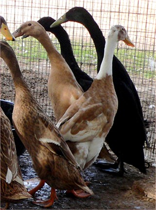 Assorted Indian Runner Ducks